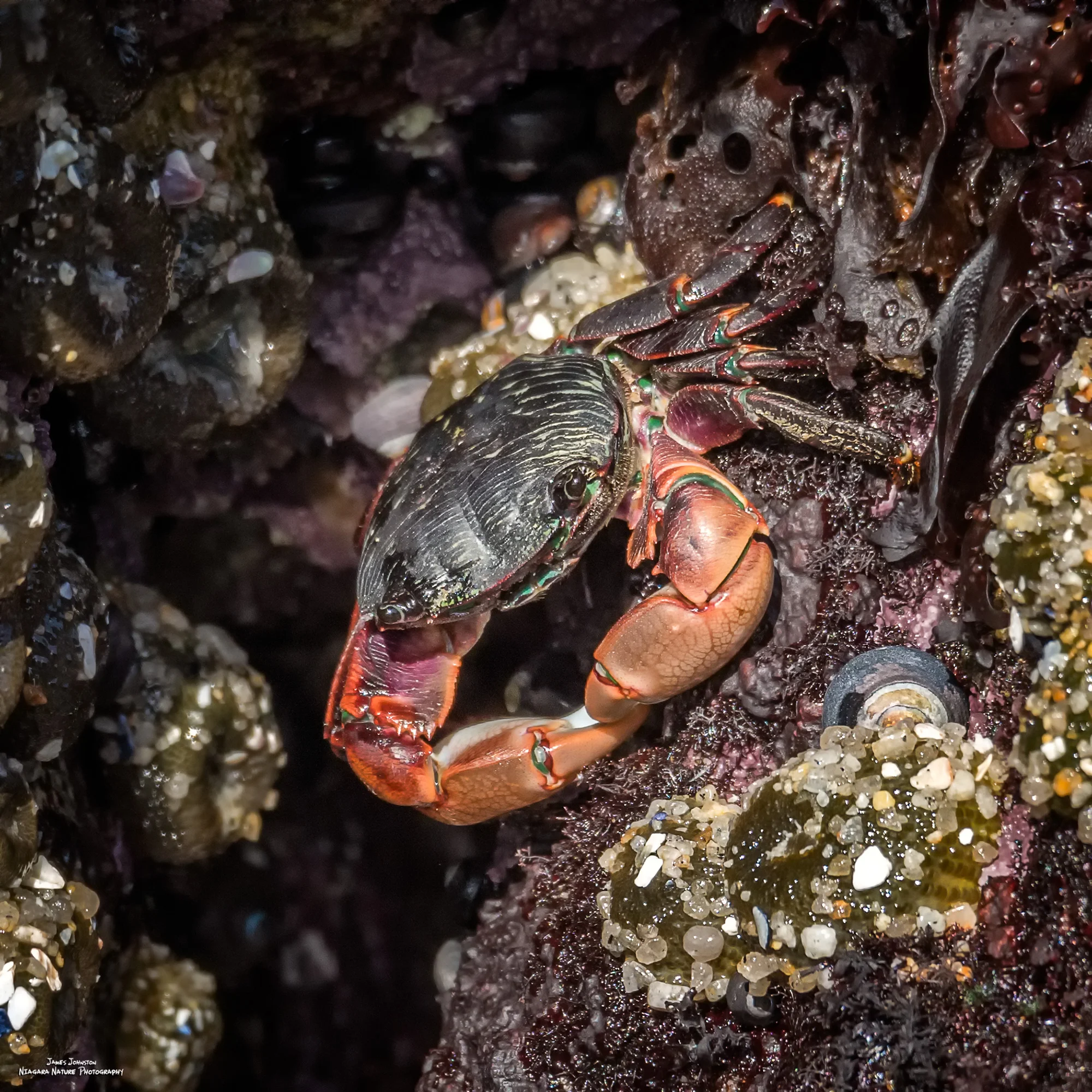 Pacific Crab