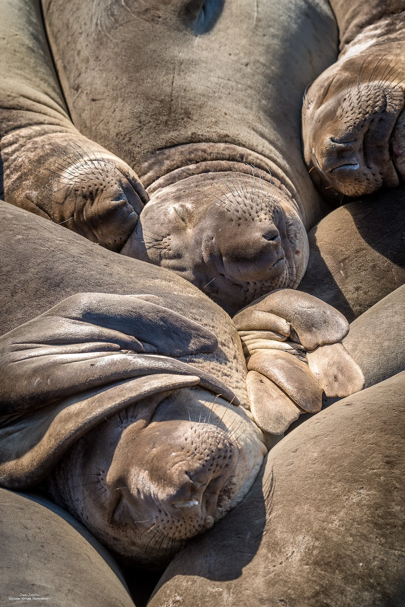 Elephant Seals