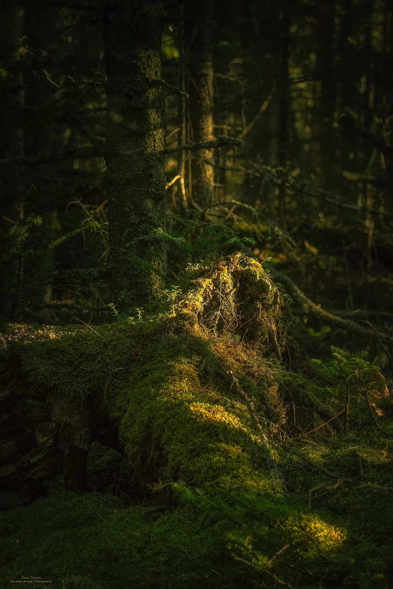 Deep Forest