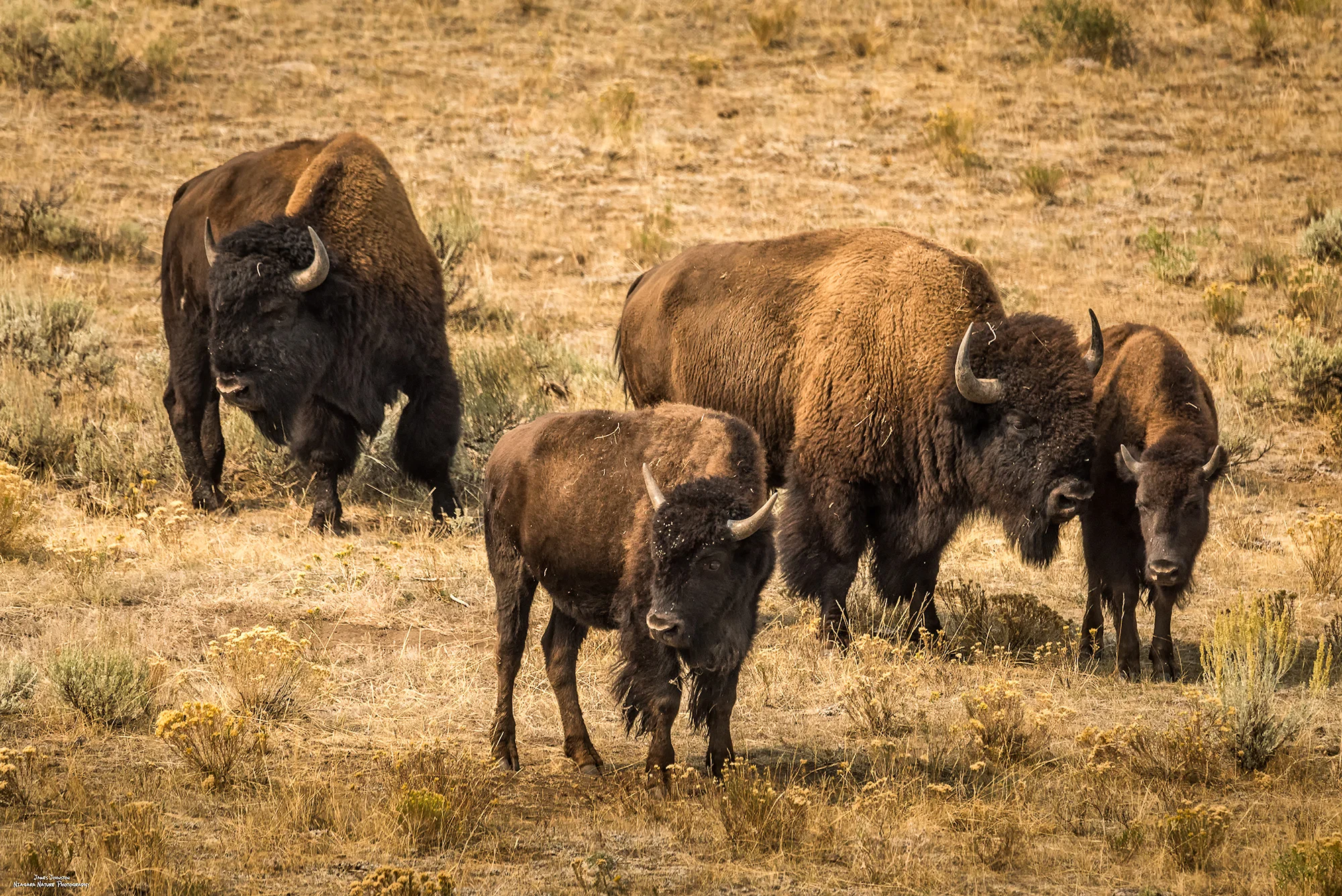 Yellowstone Bison