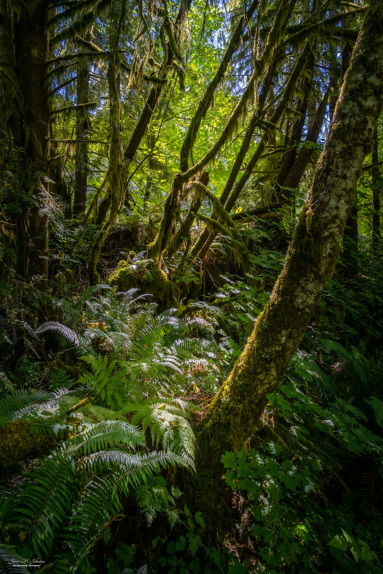 Quinault Glow