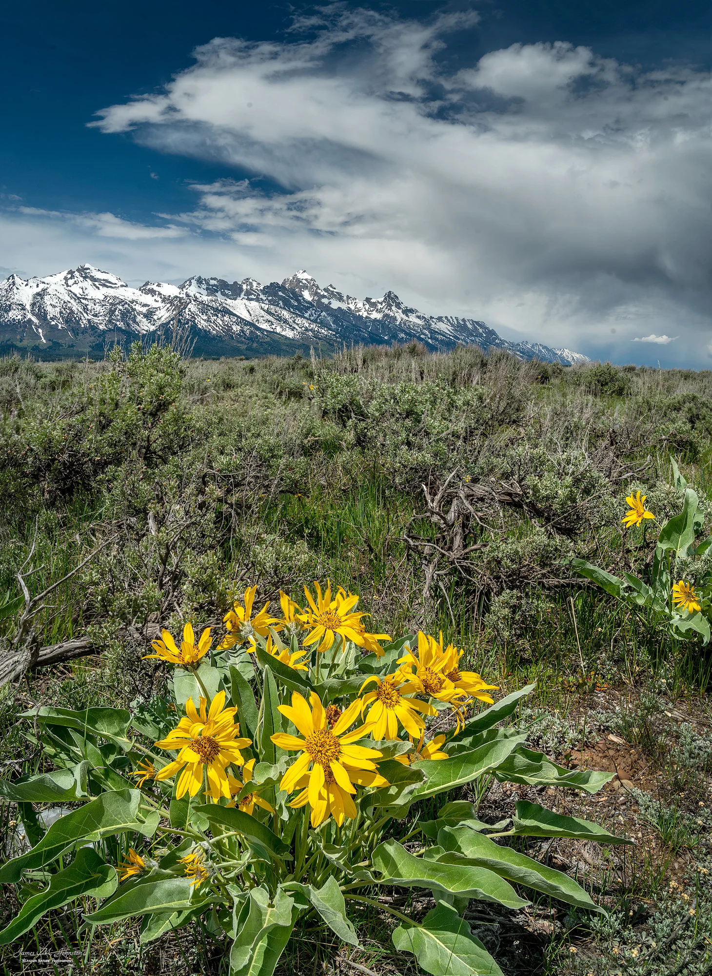 Balsamroot In Bloom