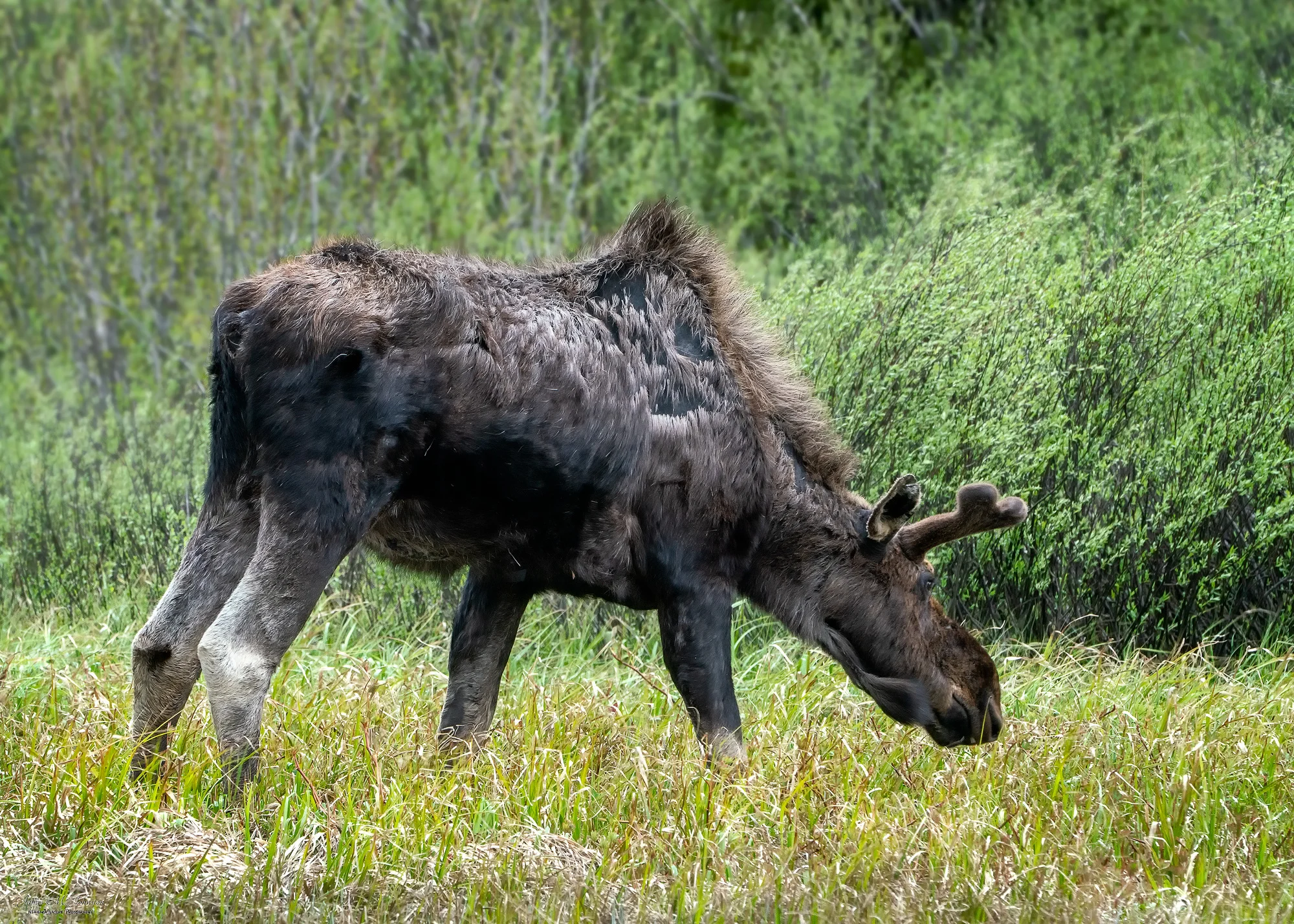Lupine Meadow Moose