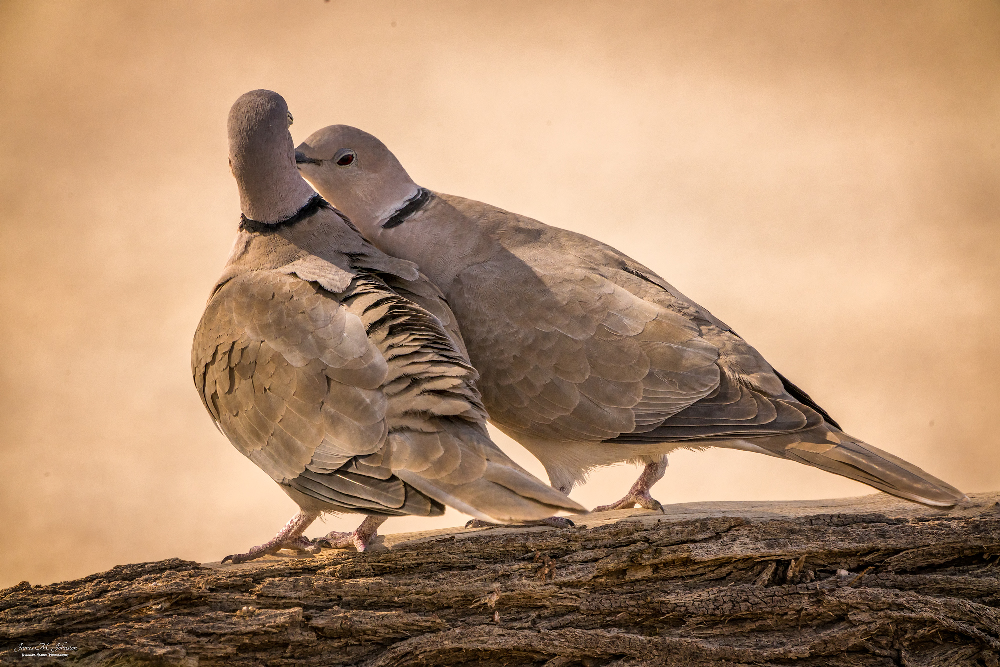 Two Cuddly Doves