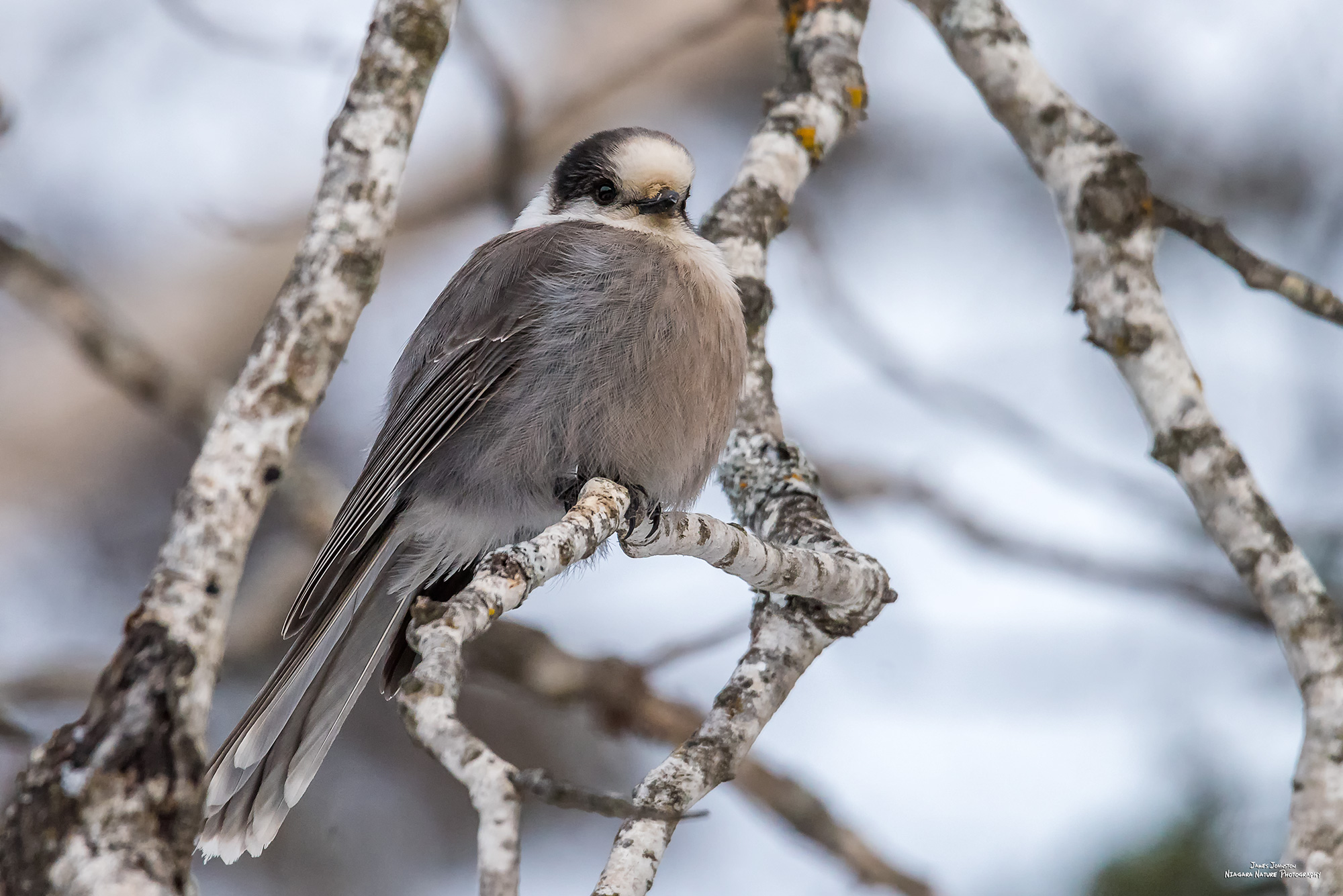 Gray Jay