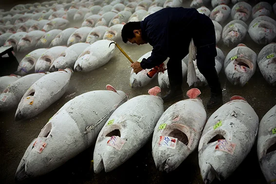 Tsukiji fisk marknad. Tokyo, Japan.