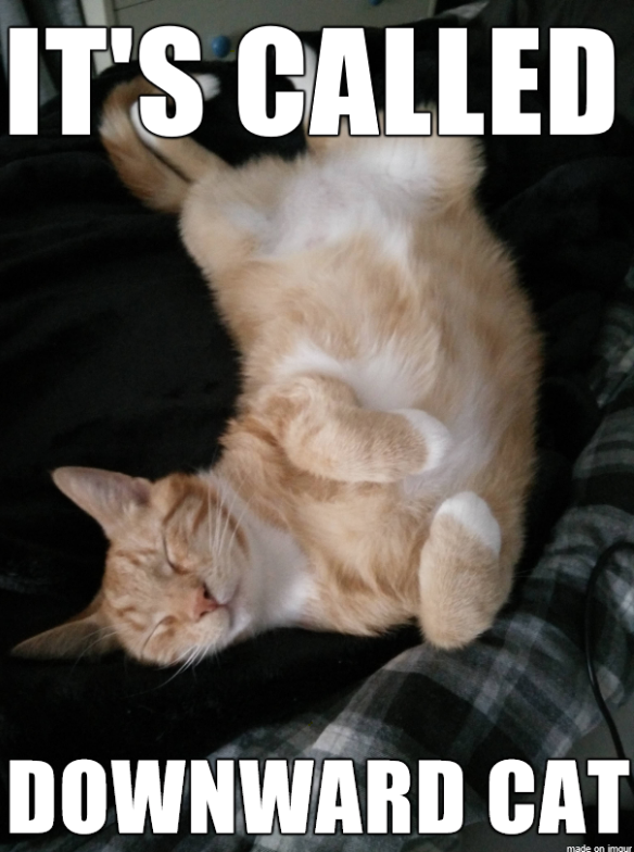 DownCat.png