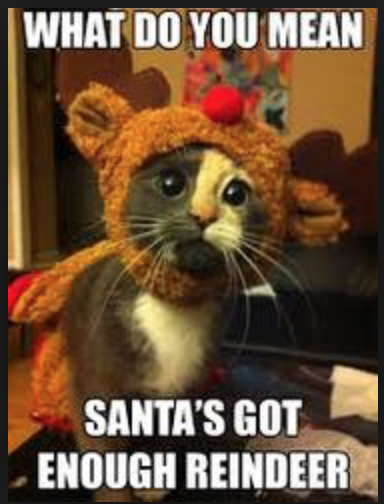 Cat.png