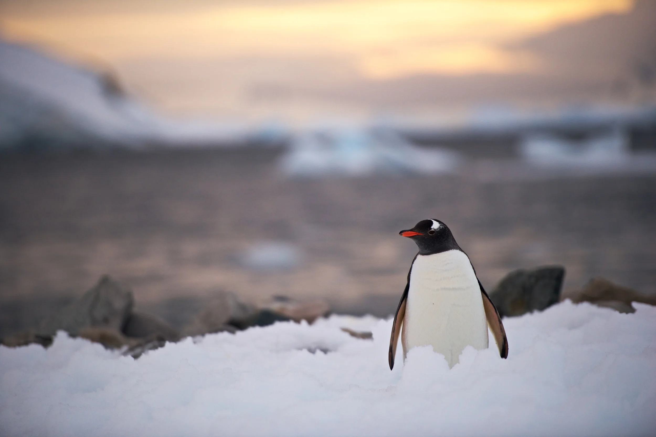 DSC_6137.jpg