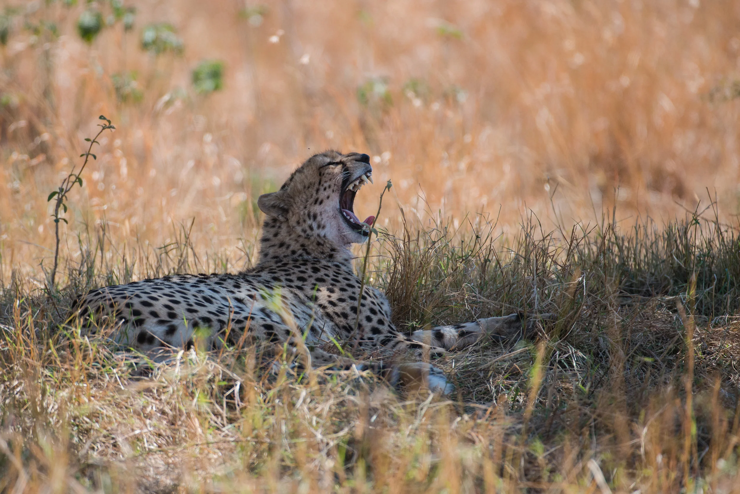 DSC_1415.jpg