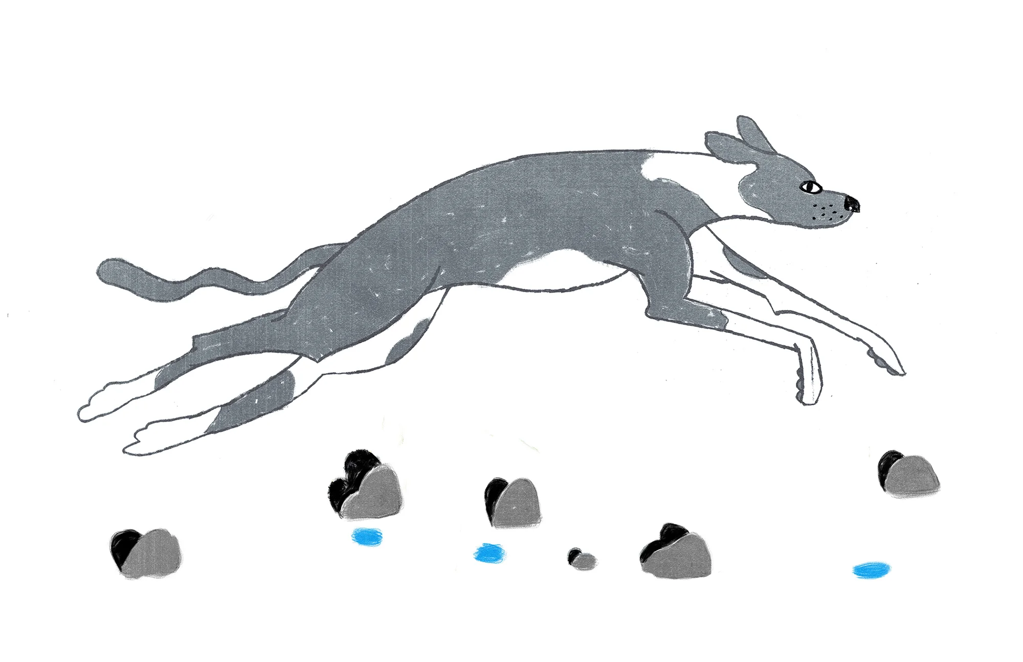 DomCiviello_dogjump_Spot_Web.jpg