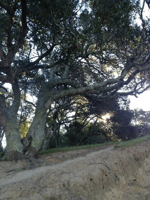 Oak Tree - Terra Linda/Sleepy Hollow Divide