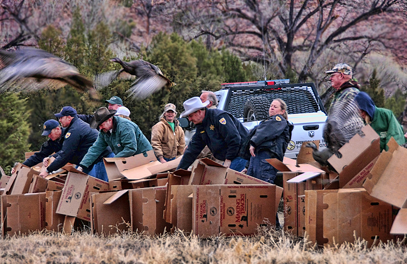 Wild turkey release.