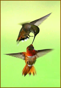 Wildlife relationships.