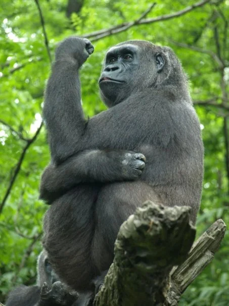 gorilla.jpg