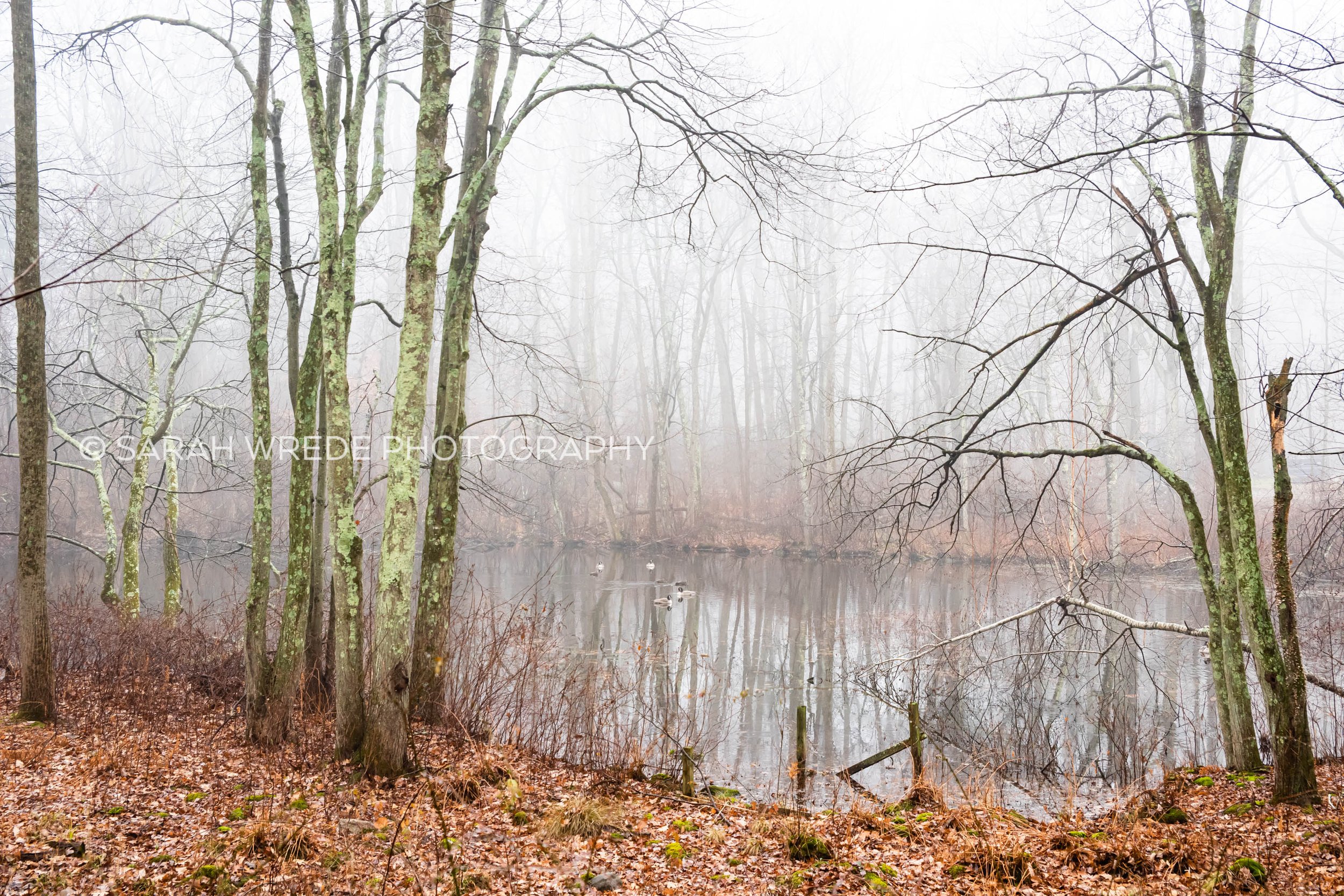Mist Over Deer Park Pond, New Canaan, CT