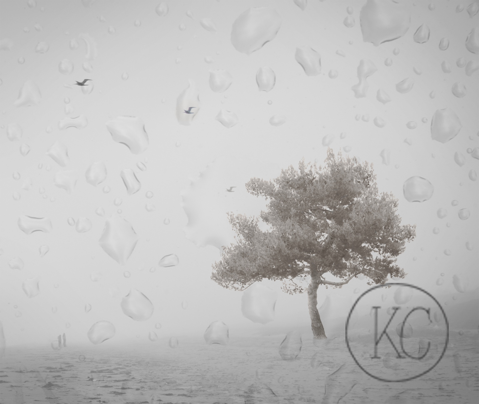 Tree_Raindrops.jpg