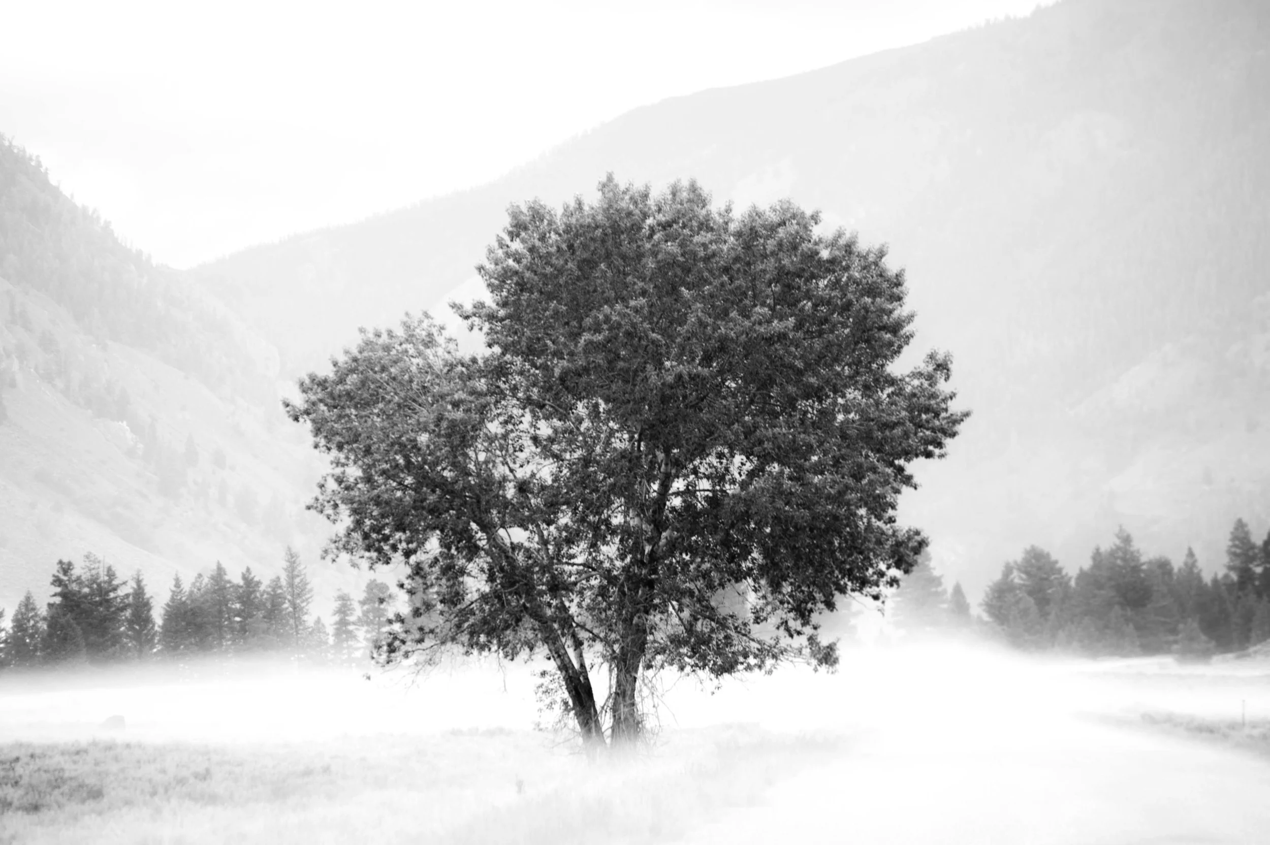 Fog_SunValley-216low.jpg
