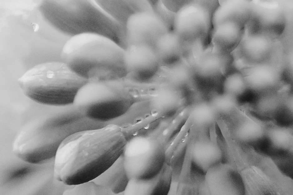 Cooper_KatrinOriginal16BWlow.jpg