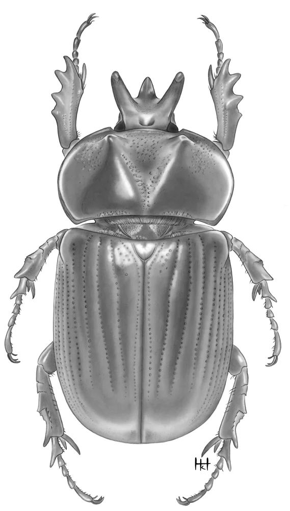 Scarab Beetle