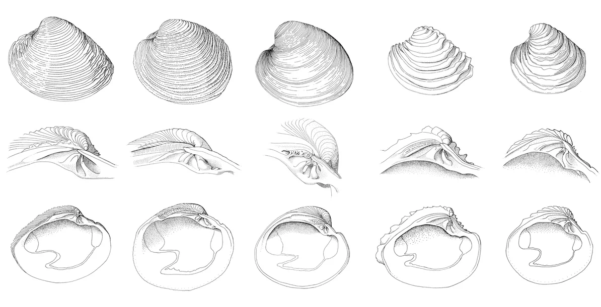 Venerid Clams