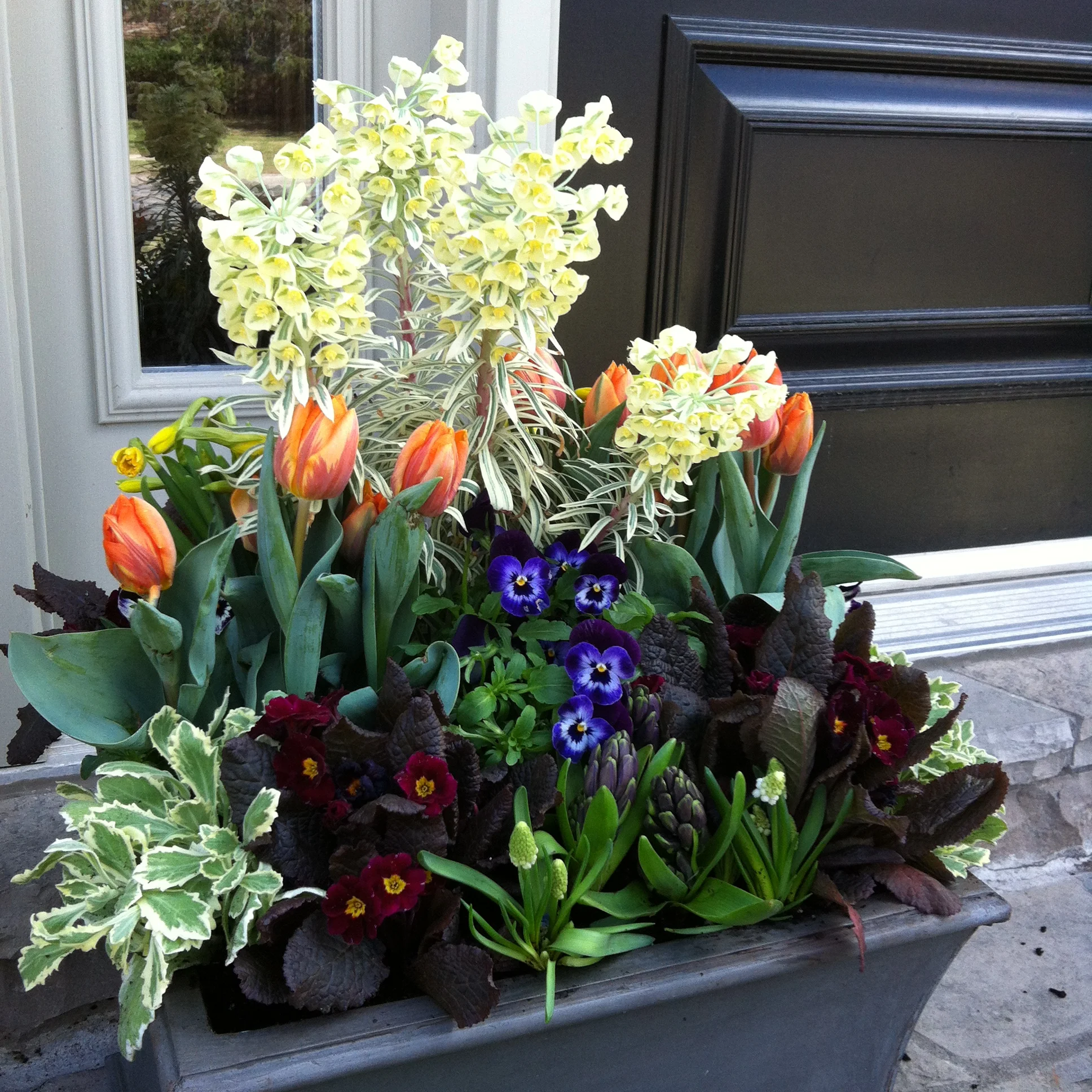 THE PROMISE OF SPRING