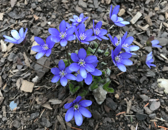 Spring blooming Hepatica