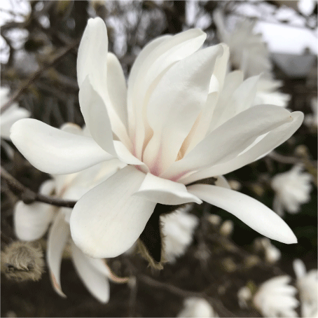 Magnolia blossom