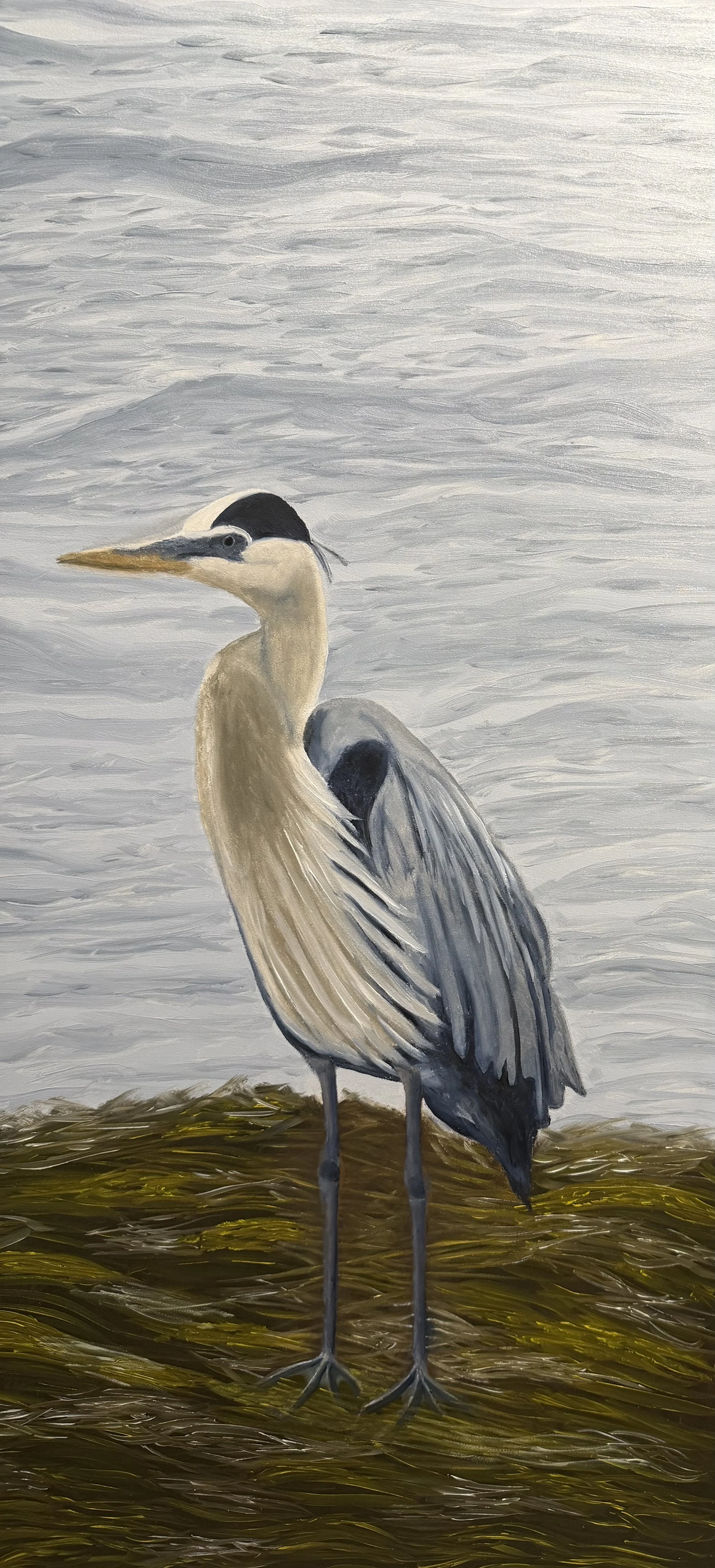Blue Heron