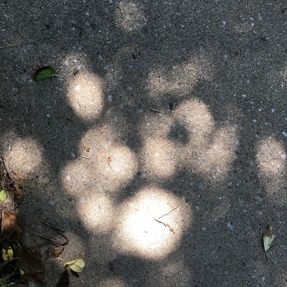 sidewalk-shadows3.jpg