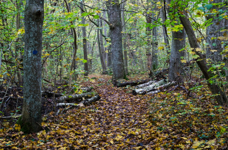 Forest Path in Autuymn.png