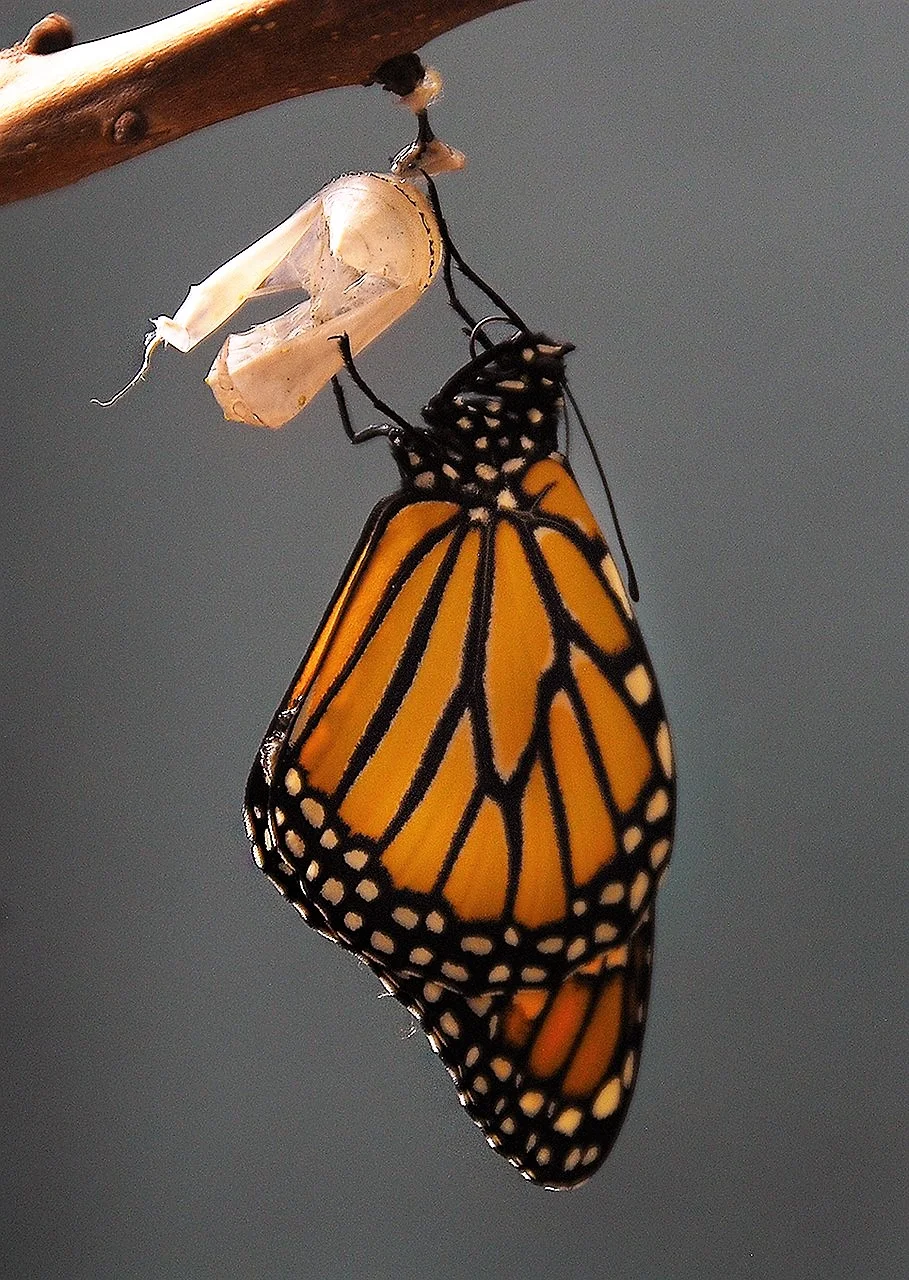 trans·form &nbsp;/tran(t)sˈfôrm/ &nbsp;verb &nbsp;make a thorough or dramatic change in the form, appearance, or character of.