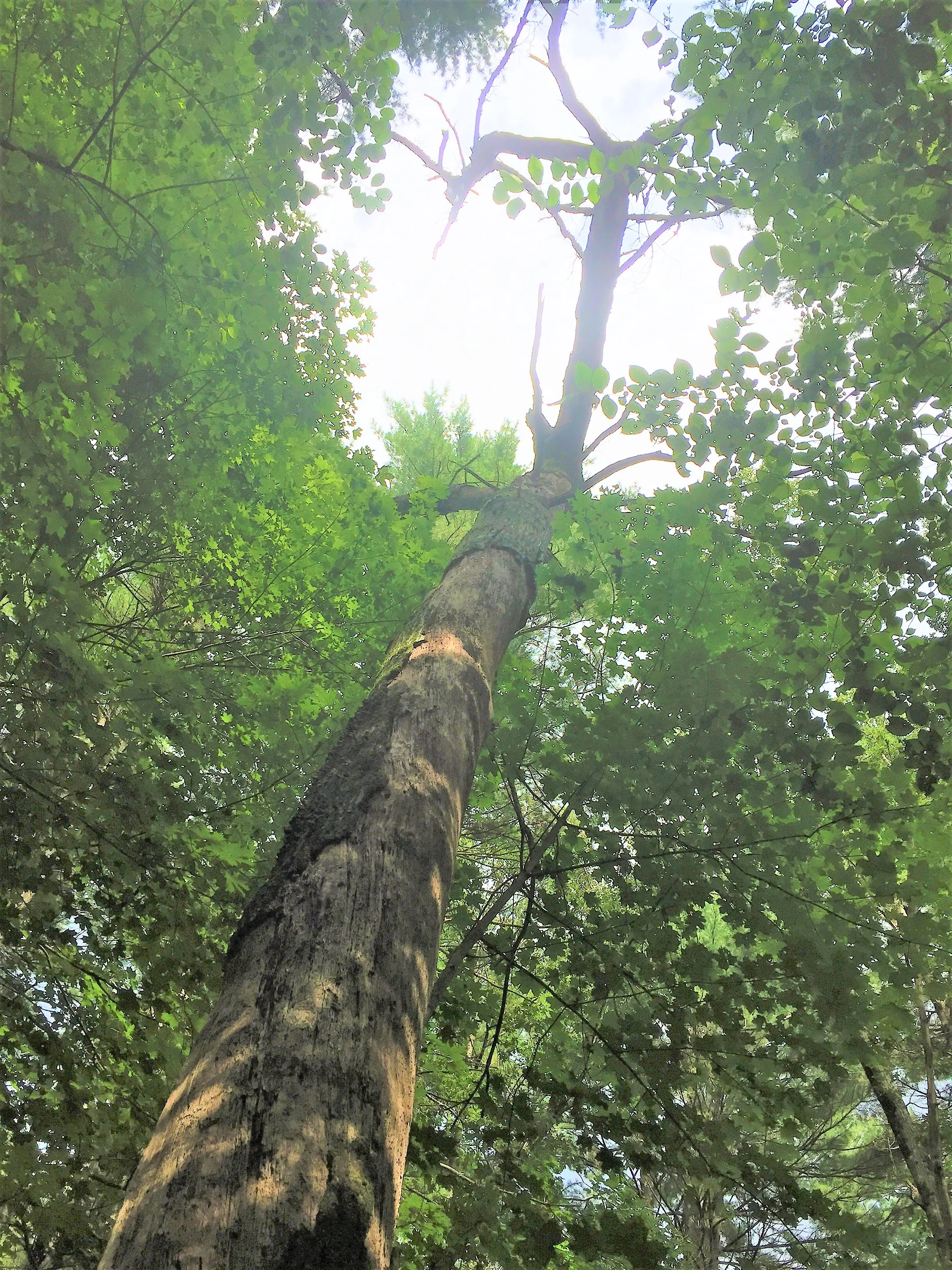 Standing Dead Tree at the Res