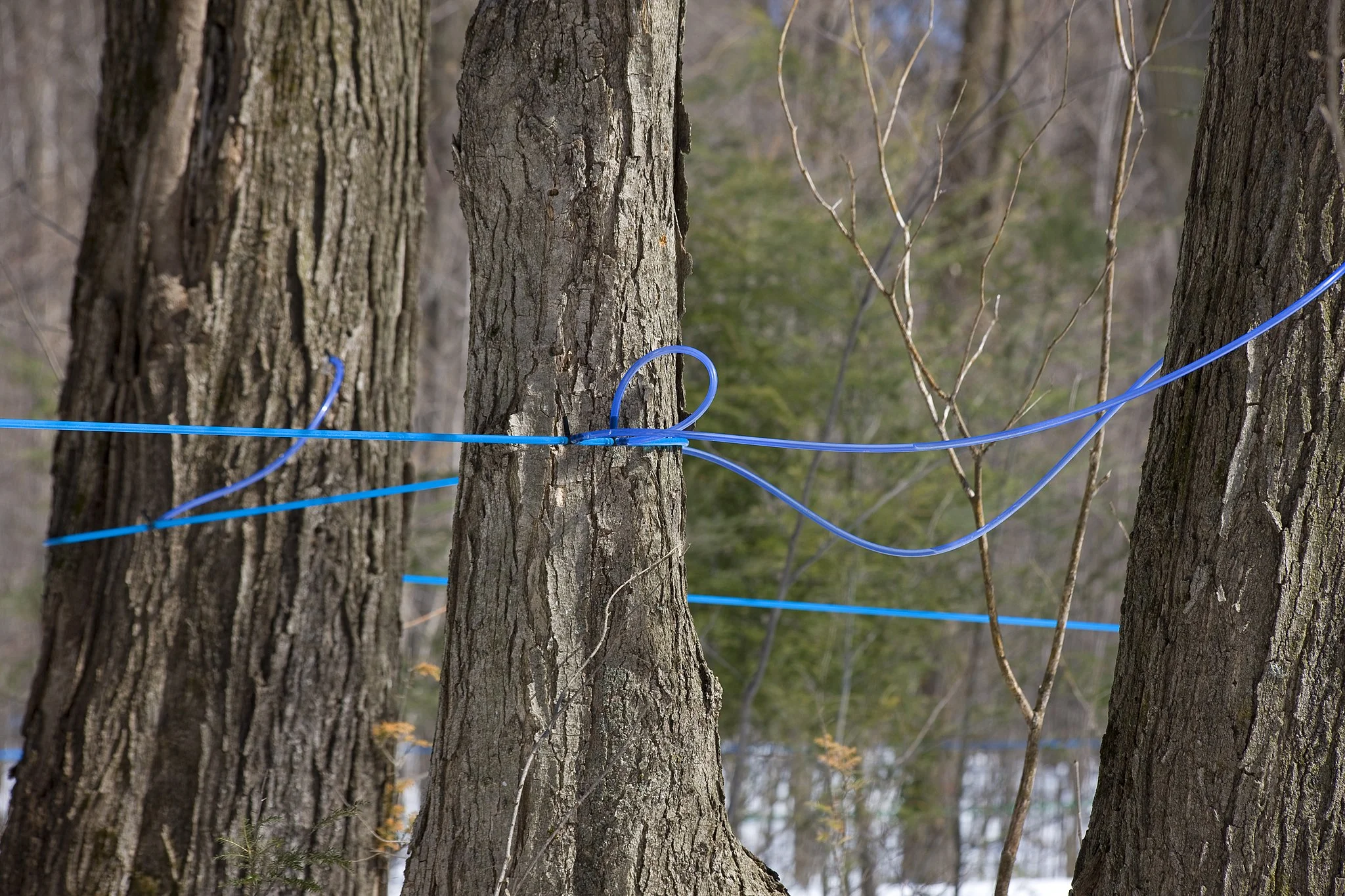 Sand_Road_Maple_Sugar_Farm_Sap_Lines_(13790181664).jpg