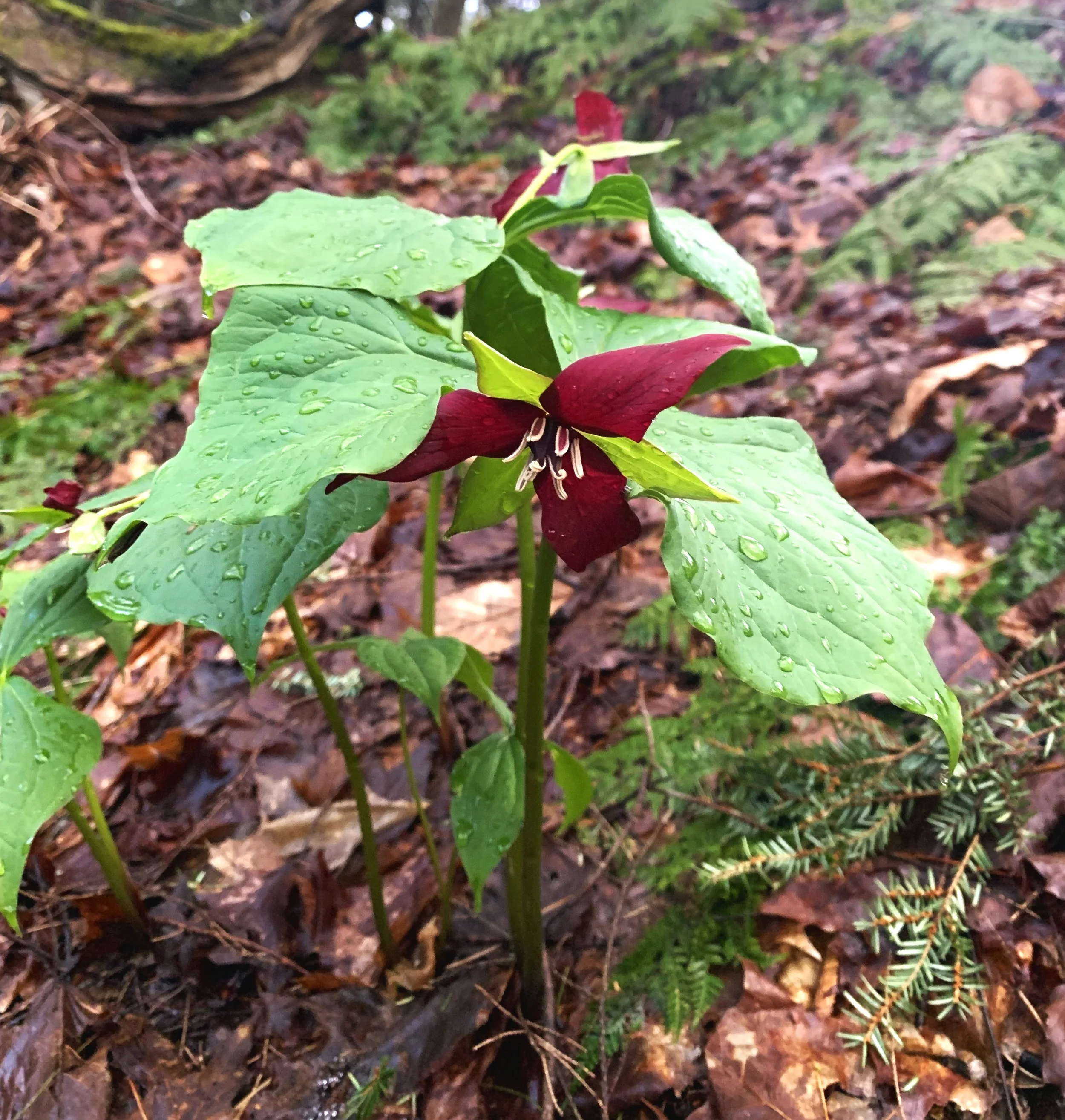 trillium+spring.jpg