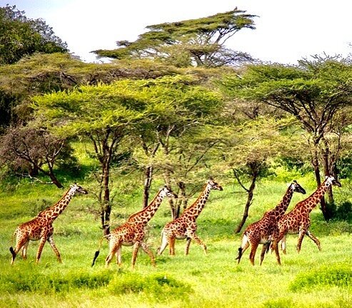 #ngorongorocrater is a magical place in Tanzania, where giraffe, among other creatures,  roam free.. Amazing to see in the wild. I&rsquo;ll be posting more #africa photos soon.. @rhinomattic