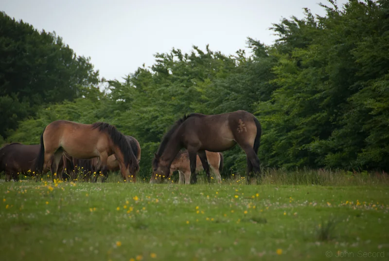 Exmoor Ponies