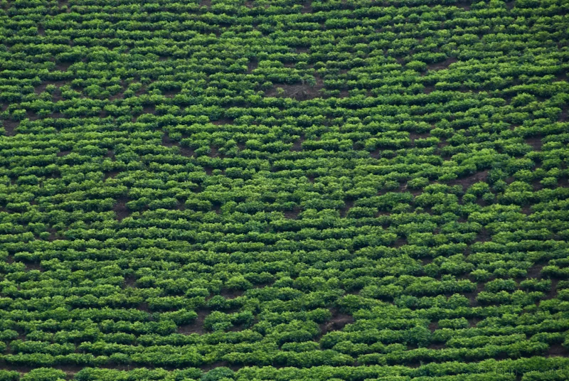 Tea Field