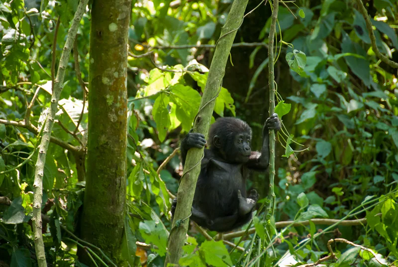 Baby Gorilla