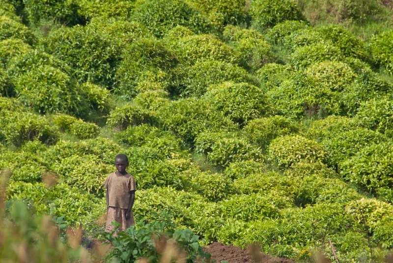 Among the Tea Fields