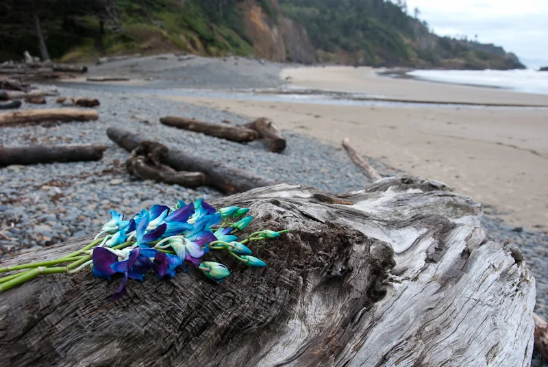 Flowers on the Beach