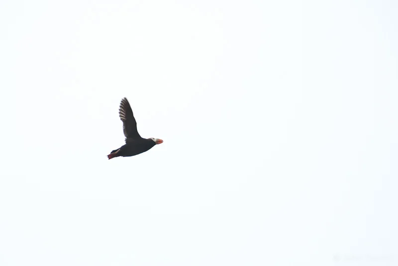 Tufted Puffin