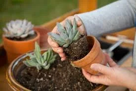 Women's 50+ Ministry: Planting Succulents 
