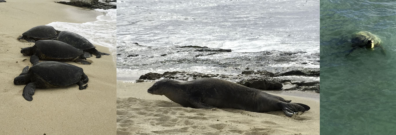 These sea turtles, or Honu, were sunbathing right next to this seal just past Pa'ia on Ho'okipa beach. Right along the beach walk at Waikiki, turtles like the one on the far right were bobbing all around.