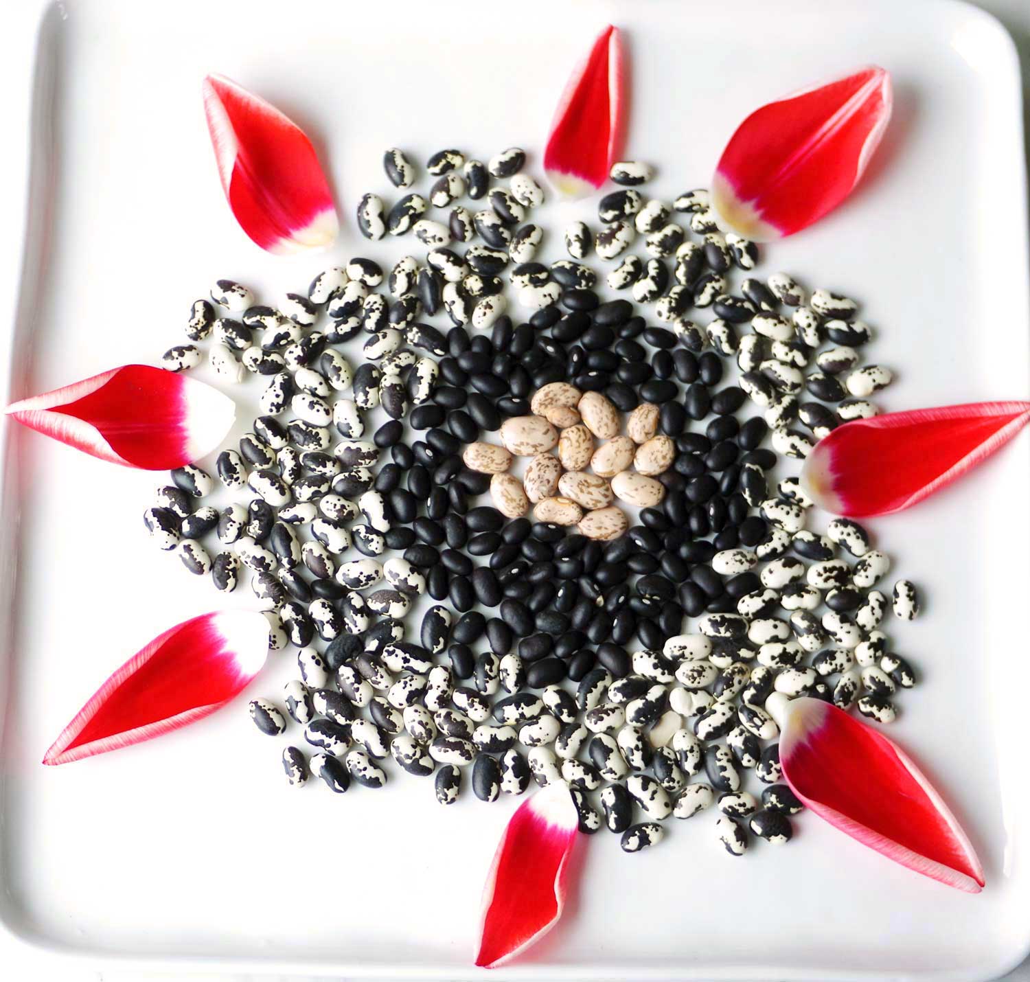 Orca, black, and pinto beans. And tulip petals. Why not?