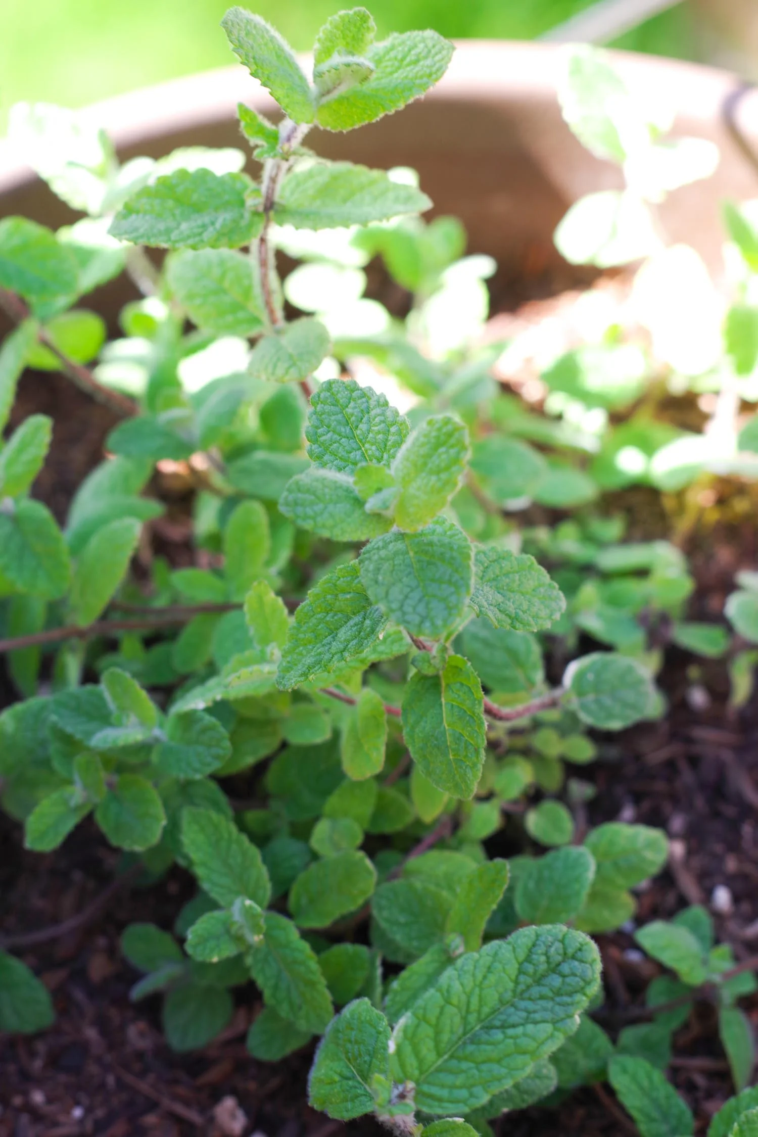 Lemon Mint Water — Beautiful Ingredient Plantbased Recipes