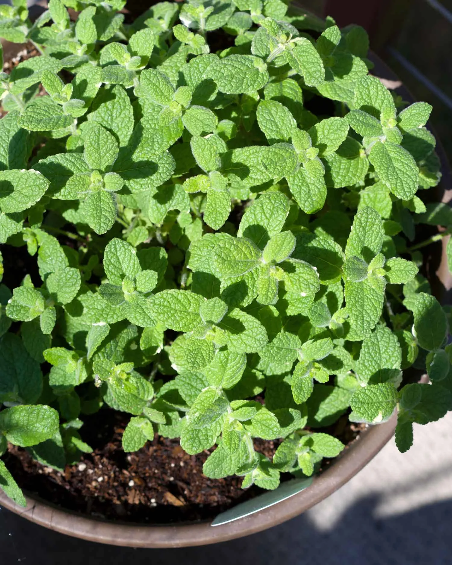 Pineapple mint grown in a pot