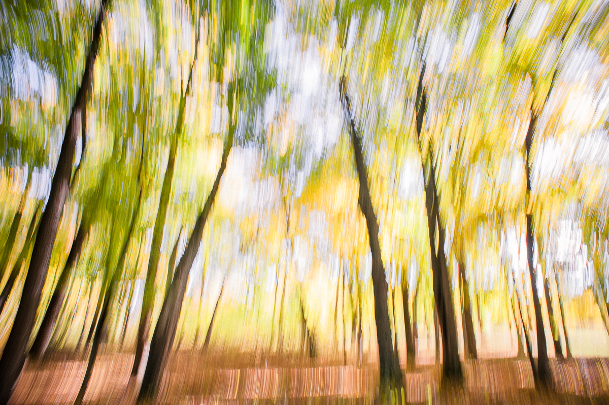 Woods of Avon