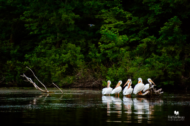 Pelicans on a Lake