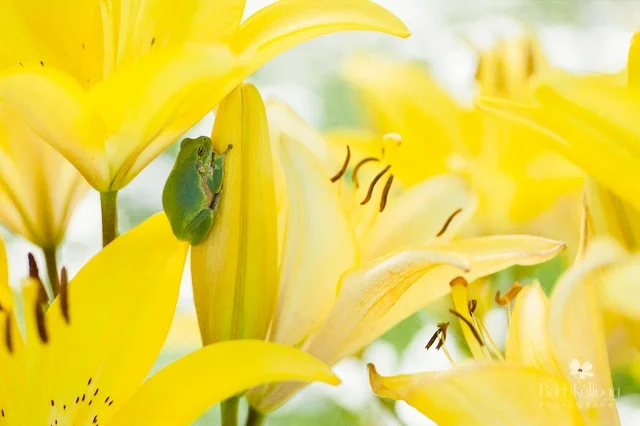 Frog Prince in the Lilies by Barb Kellogg